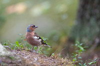 Chaffinch / Zięba