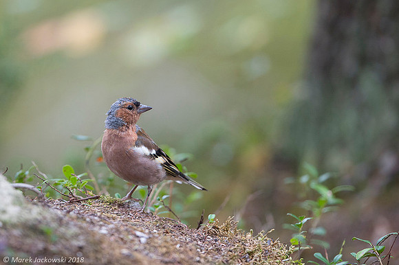 Chaffinch / Zięba
