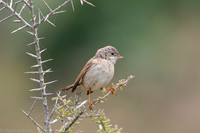 Common whitethroat / Cierniówka