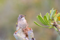 Common whitethroat / Cierniówka