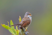 Common whitethroat / Cierniówka
