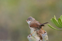 Common whitethroat / Cierniówka