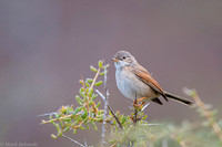 Common whitethroat / Cierniówka