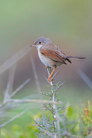 Common whitethroat / Cierniówka