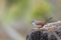 Common whitethroat / Cierniówka