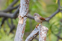 Common whitethroat / Cierniówka