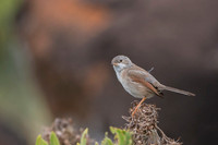 Common whitethroat / Cierniówka