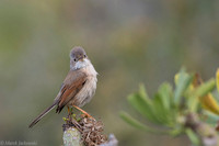Common whitethroat / Cierniówka