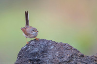 Common whitethroat / Cierniówka
