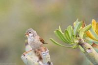 Common whitethroat / Cierniówka