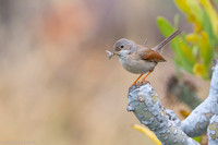 Common whitethroat / Cierniówka