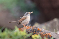 Common whitethroat / Cierniówka