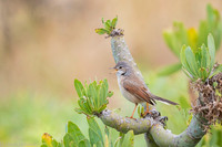 Common whitethroat / Cierniówka