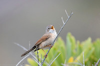 Common whitethroat / Cierniówka