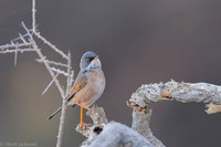 Common whitethroat / Cierniówka