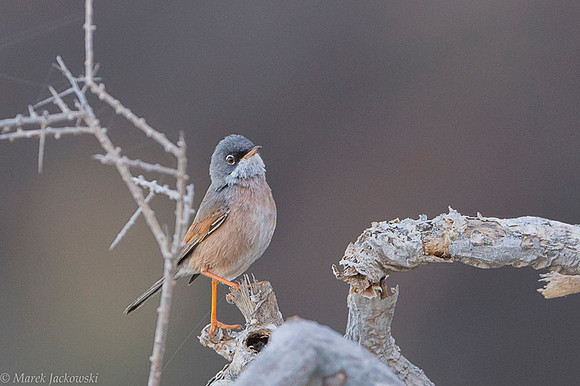 Common whitethroat / Cierniówka