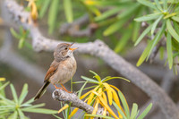 Common whitethroat / Cierniówka