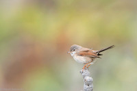 Common whitethroat / Cierniówka
