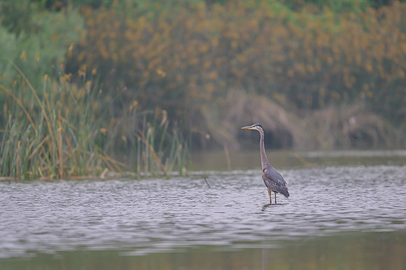Great Blue heron