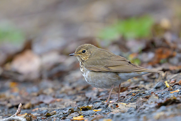 Grey-cheeked Thrush