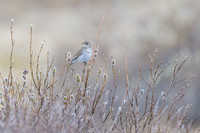 Grey-cheeked Thrush
