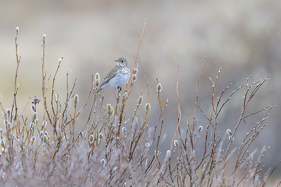 Grey-cheeked Thrush