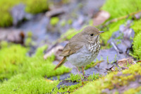 Grey-cheeked Thrush