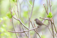 Grey-cheeked Thrush