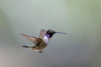 Black-chinned hummingbird