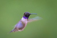 Black-chinned hummingbird