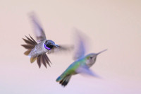 Black-chinned hummingbird