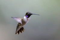 Black-chinned hummingbird