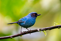 Masked Flowerpiercer