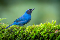 Masked Flowerpiercer