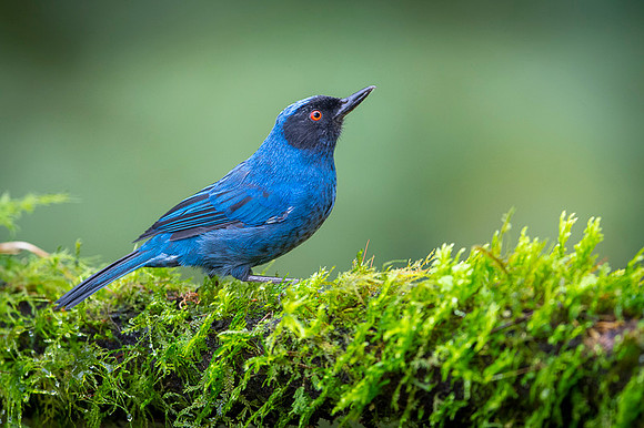 Masked Flowerpiercer