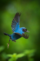 Masked Flowerpiercer