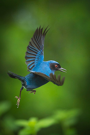Masked Flowerpiercer