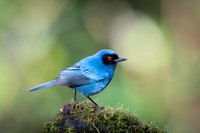 Masked Flowerpiercer