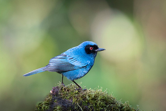 Masked Flowerpiercer