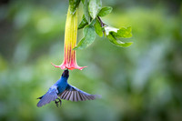 Masked Flowerpiercer