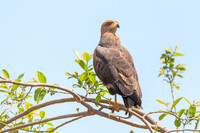 Savanna Hawk