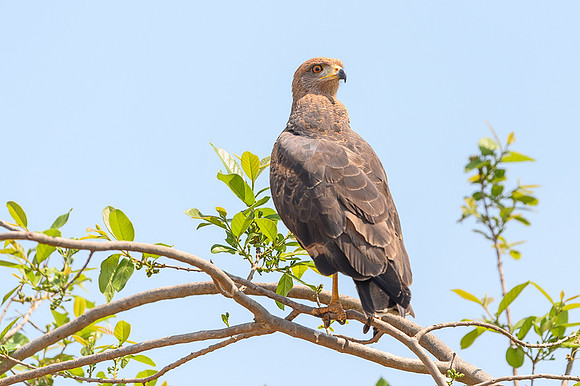 Savanna Hawk