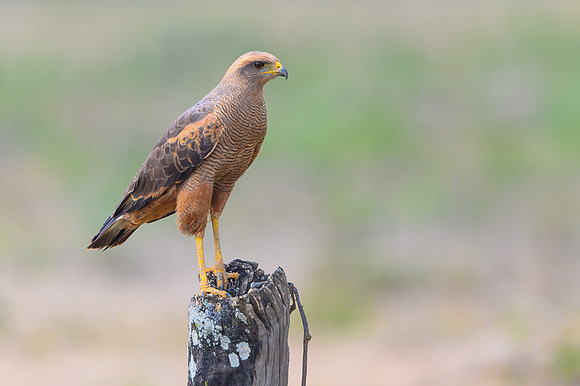 Savanna Hawk