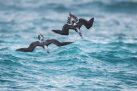 Blue-footed booby