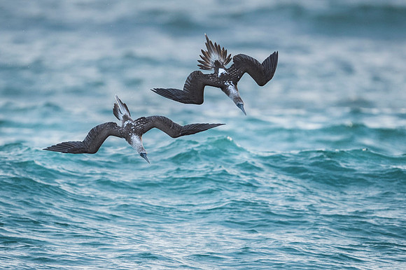 Blue-footed booby