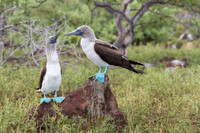 Blue-footed booby