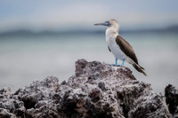 Blue-footed booby