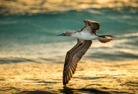 Blue-footed booby