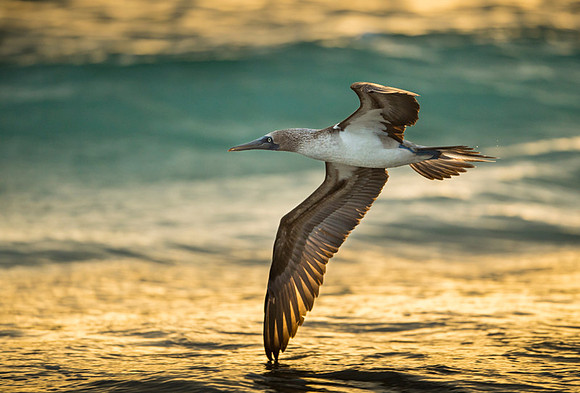 Blue-footed booby