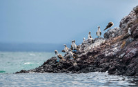 Blue-footed booby